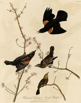 Red winged starling or marsh blackbird